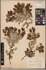 Foto von Salix aurita L.